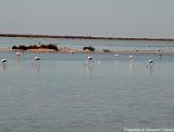 Parco della Camargue Immagine 150